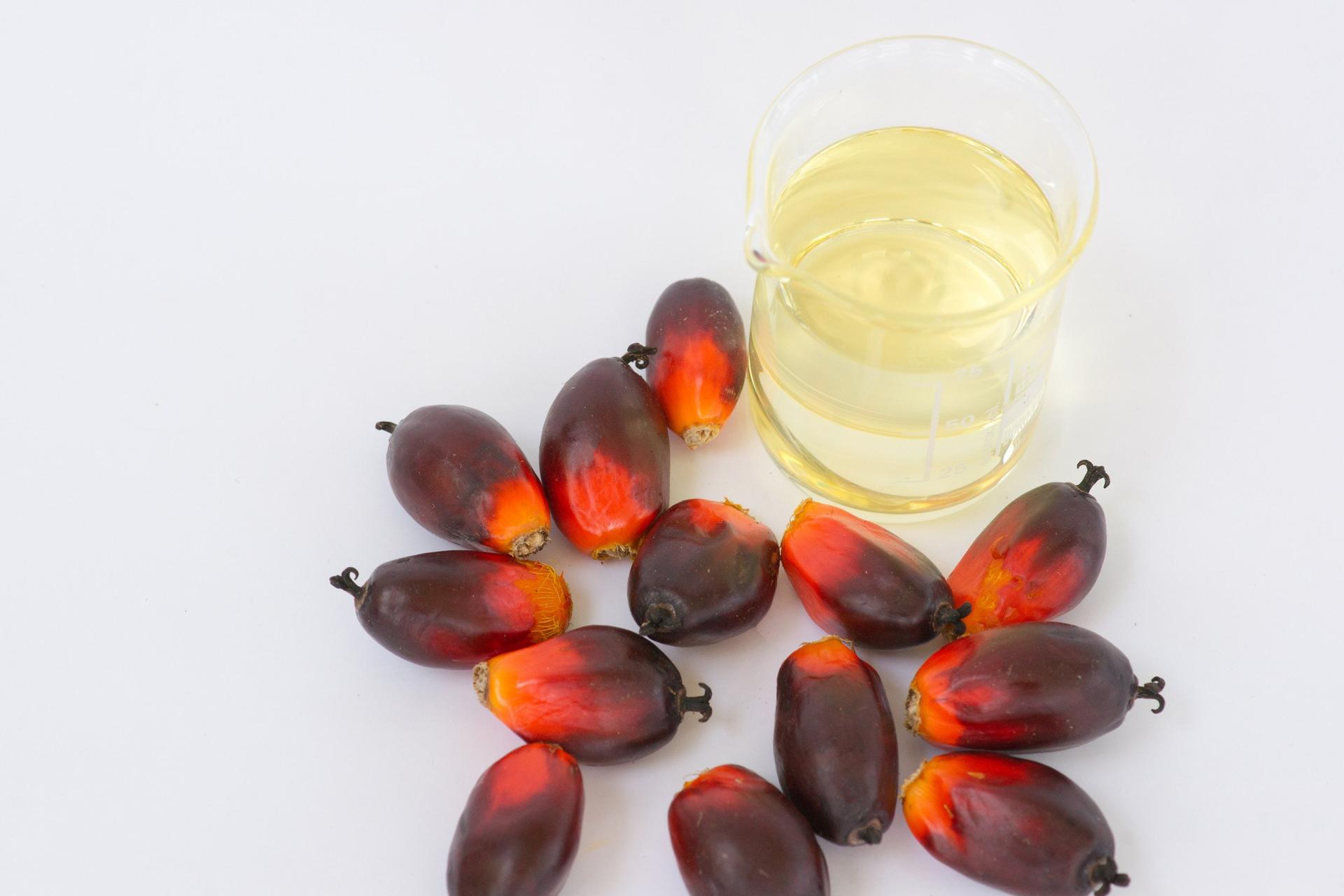 harga sawit hari ini