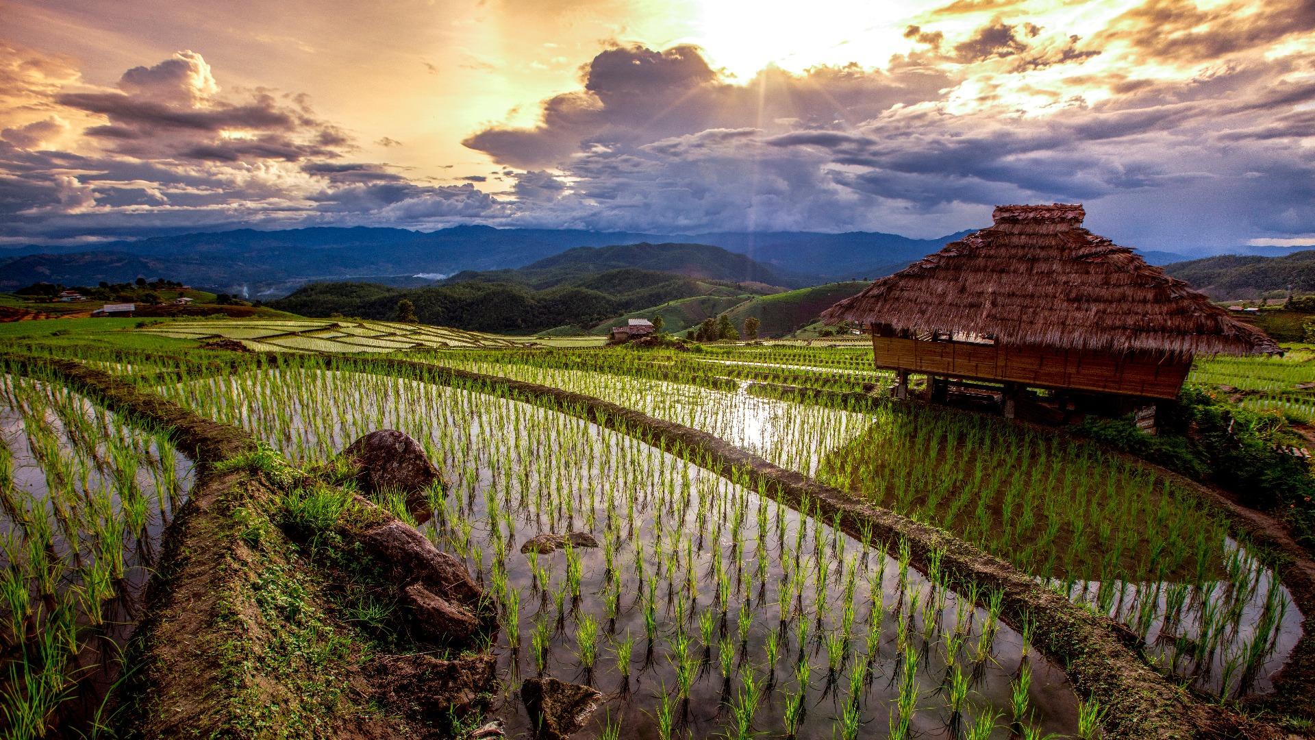 CIPS: HPP Halangi Strategi Bulog Serap Beras Petani