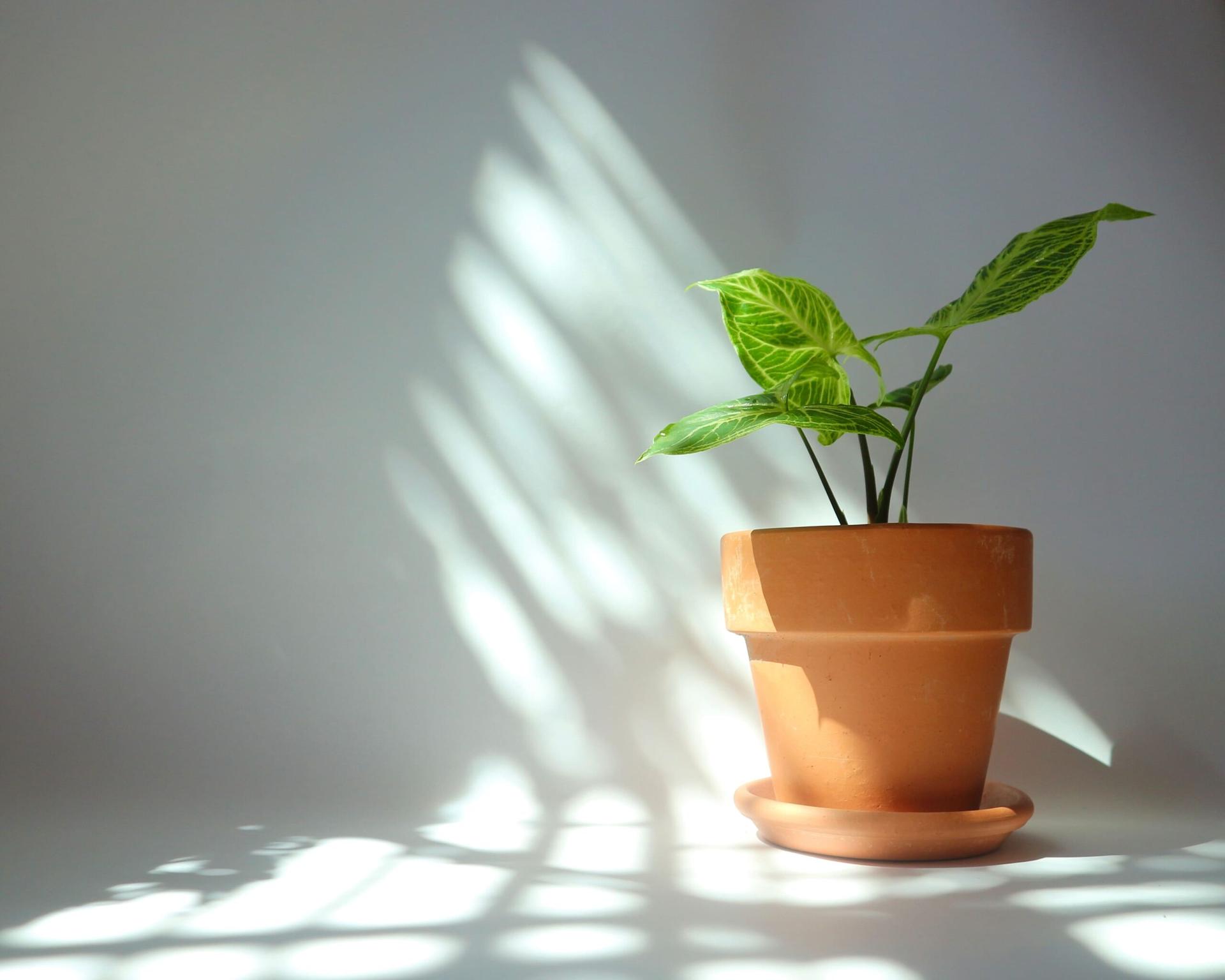 tanaman hias minimalis