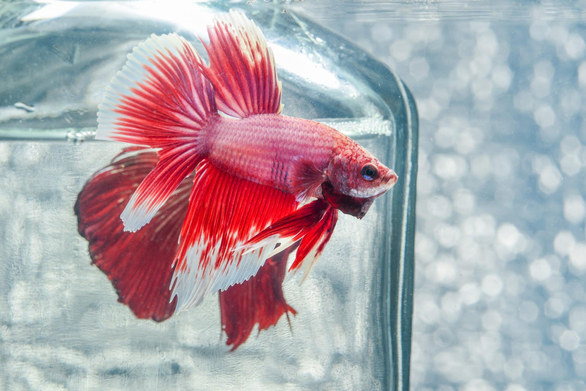 budi daya ikan cupang