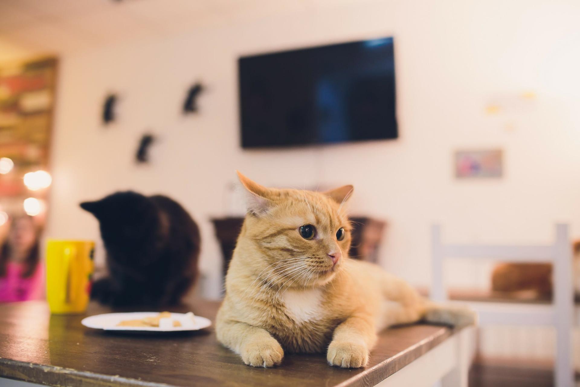 makan hewan peliharaan