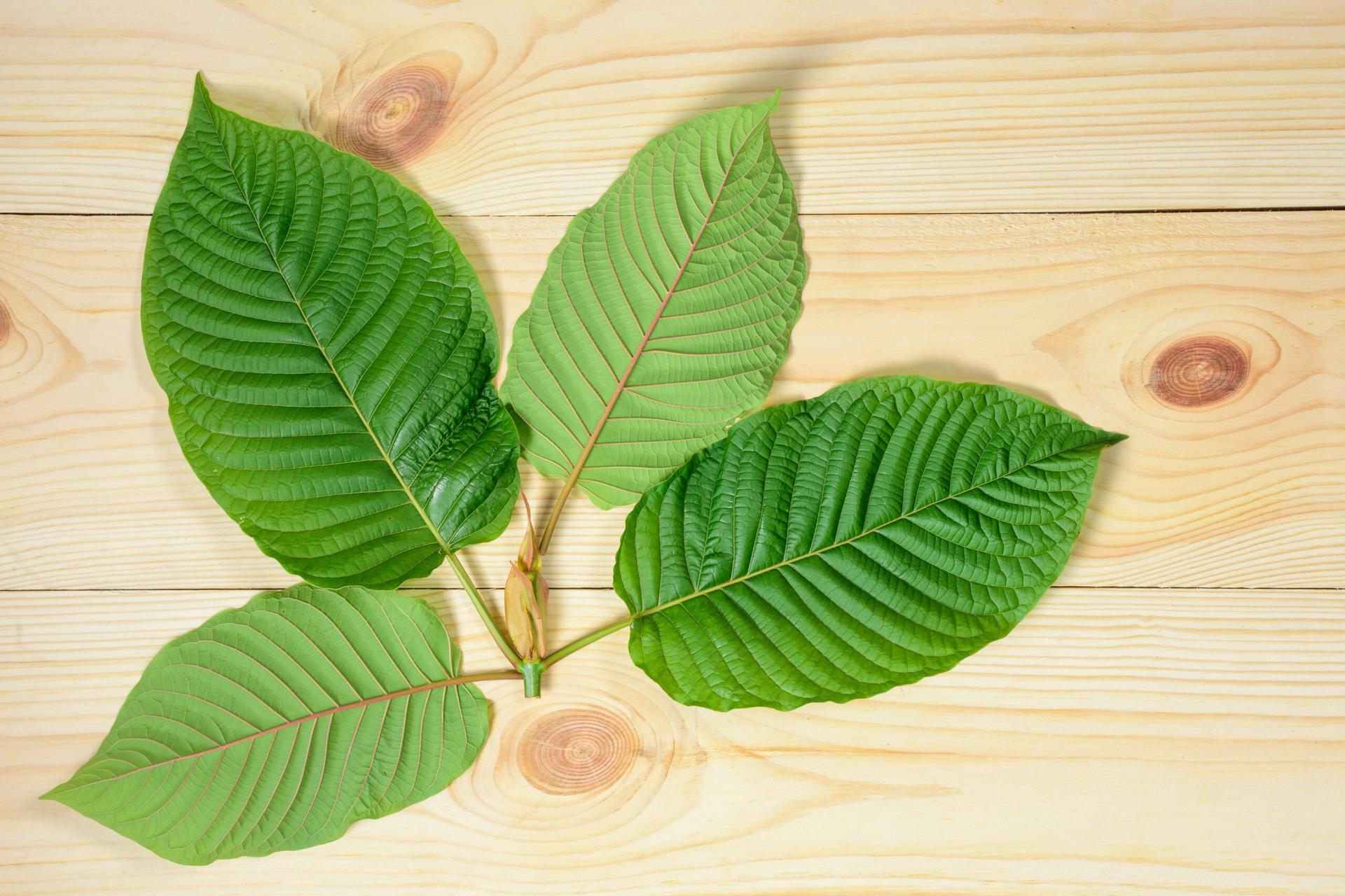 tanaman kratom