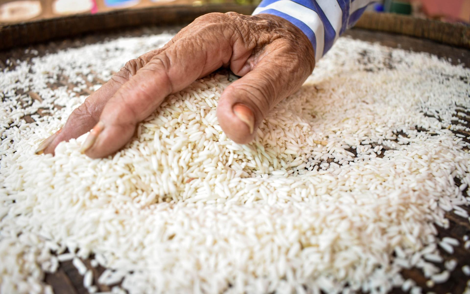 harga beras hari ini