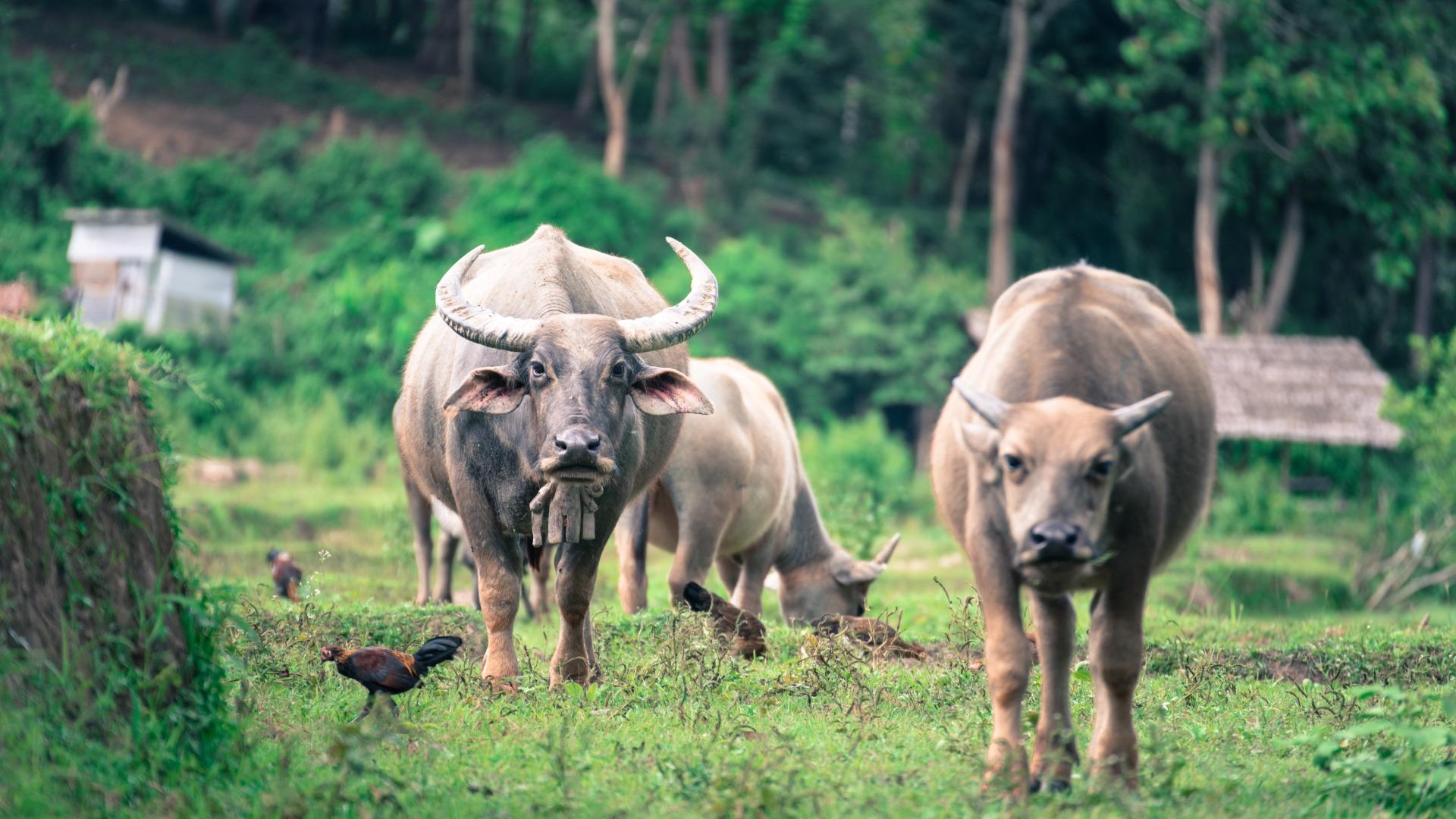 Wildlife Conservation adalah