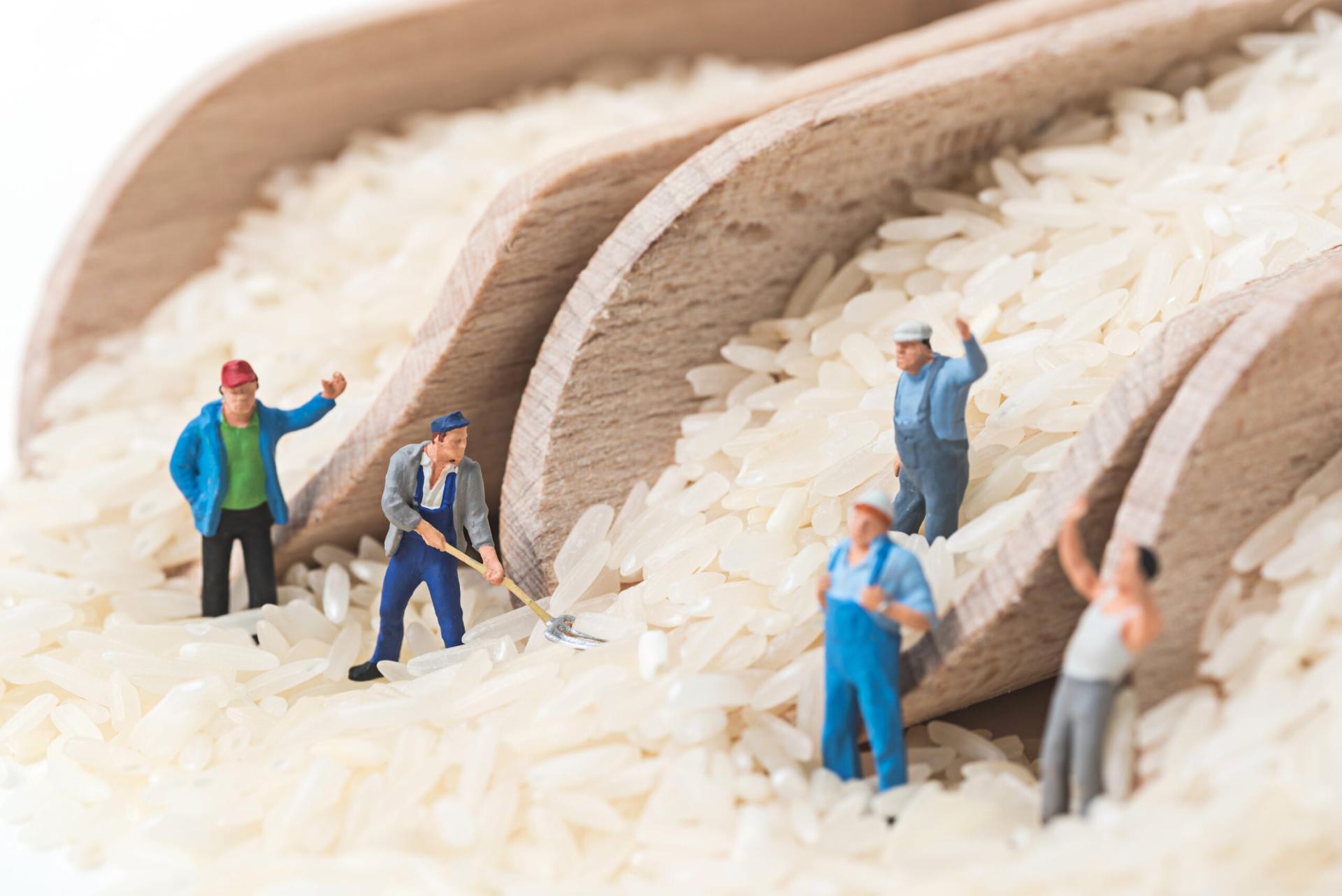 Harga beras 15 september