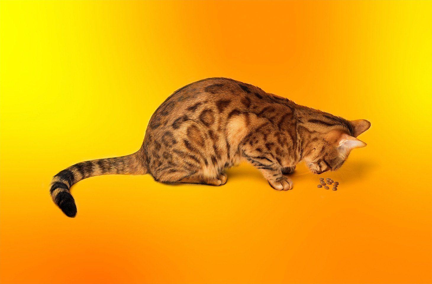 Pakai Smart Pet Feeder? Ini Risiko Keamanannya