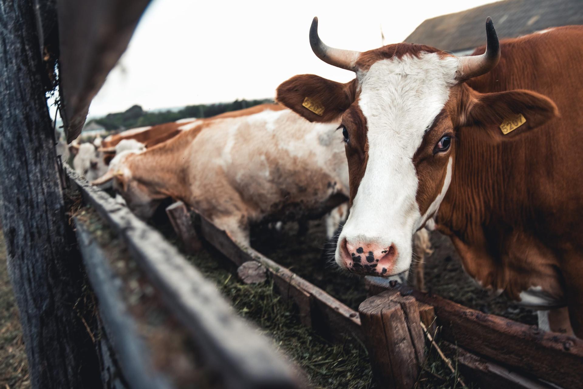 ciri hewan kurban sehat