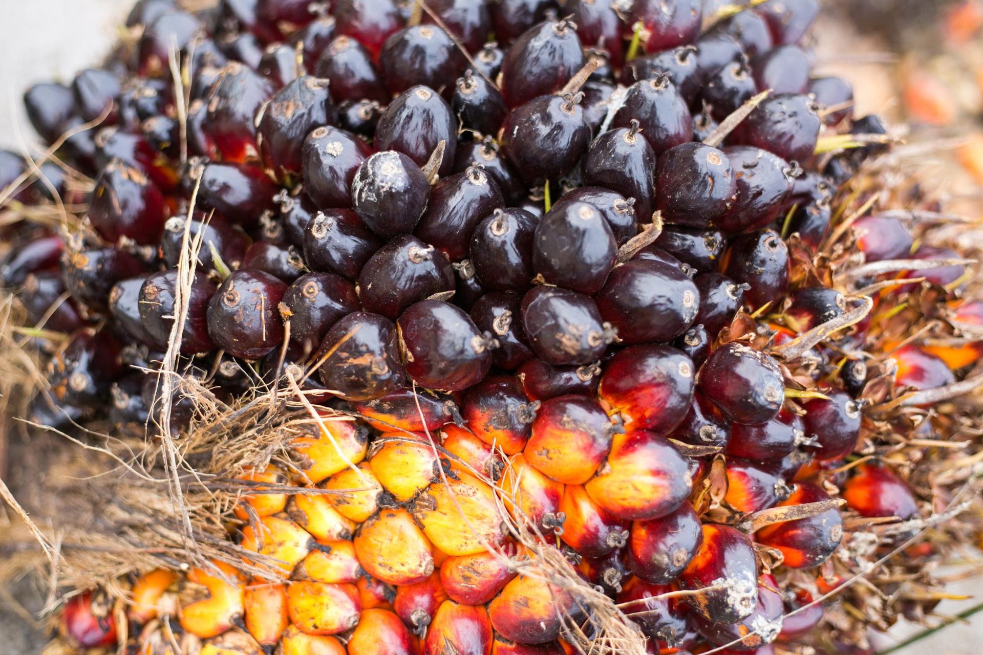 harga sawit hari ini