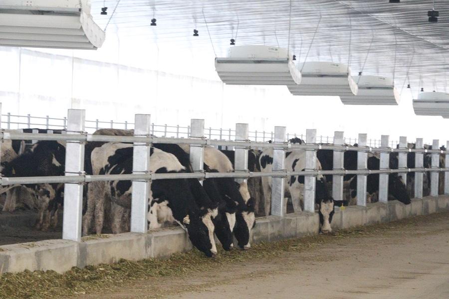 produksi susu nasional