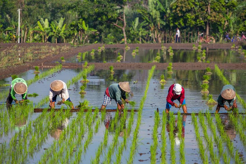 farmers planting rice near yogyakarta, indonesia