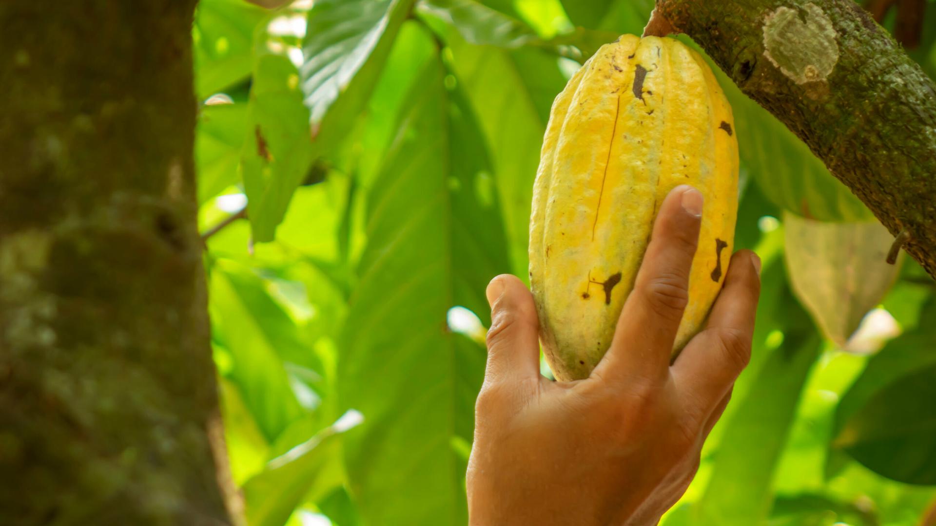 Nestle Petani Kakao