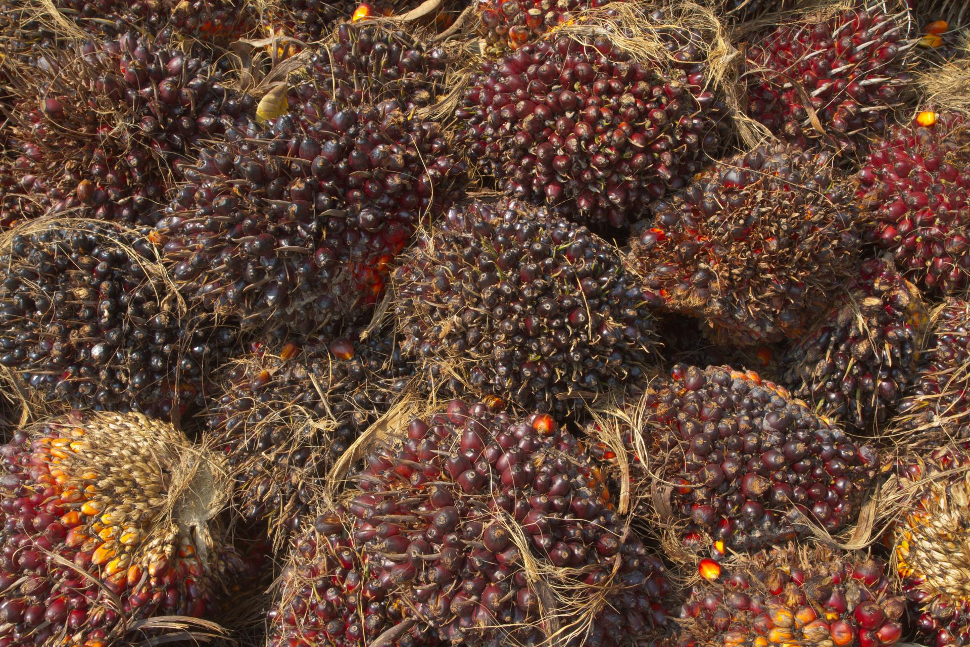 CIPS Nilai Pencabutan Larangan Ekspor CPO Sudah Strategis