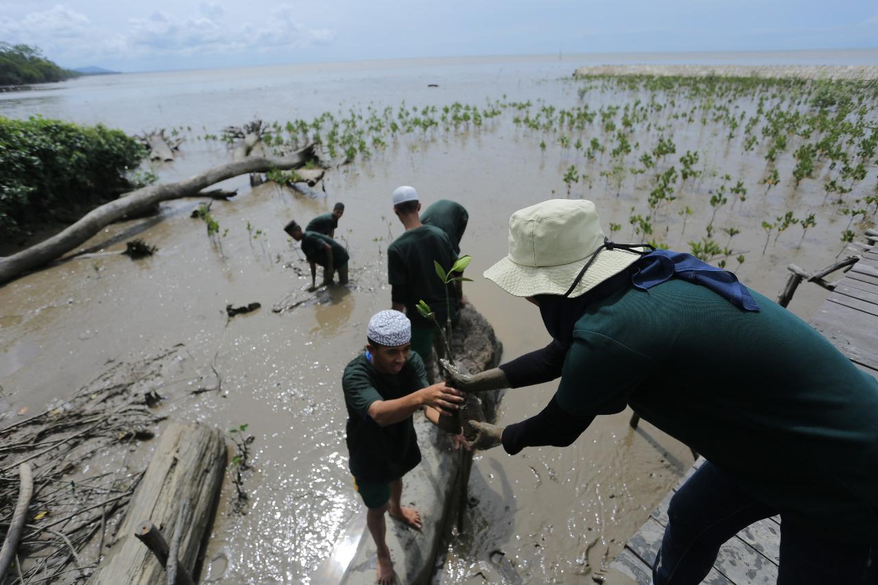 pln mangrove