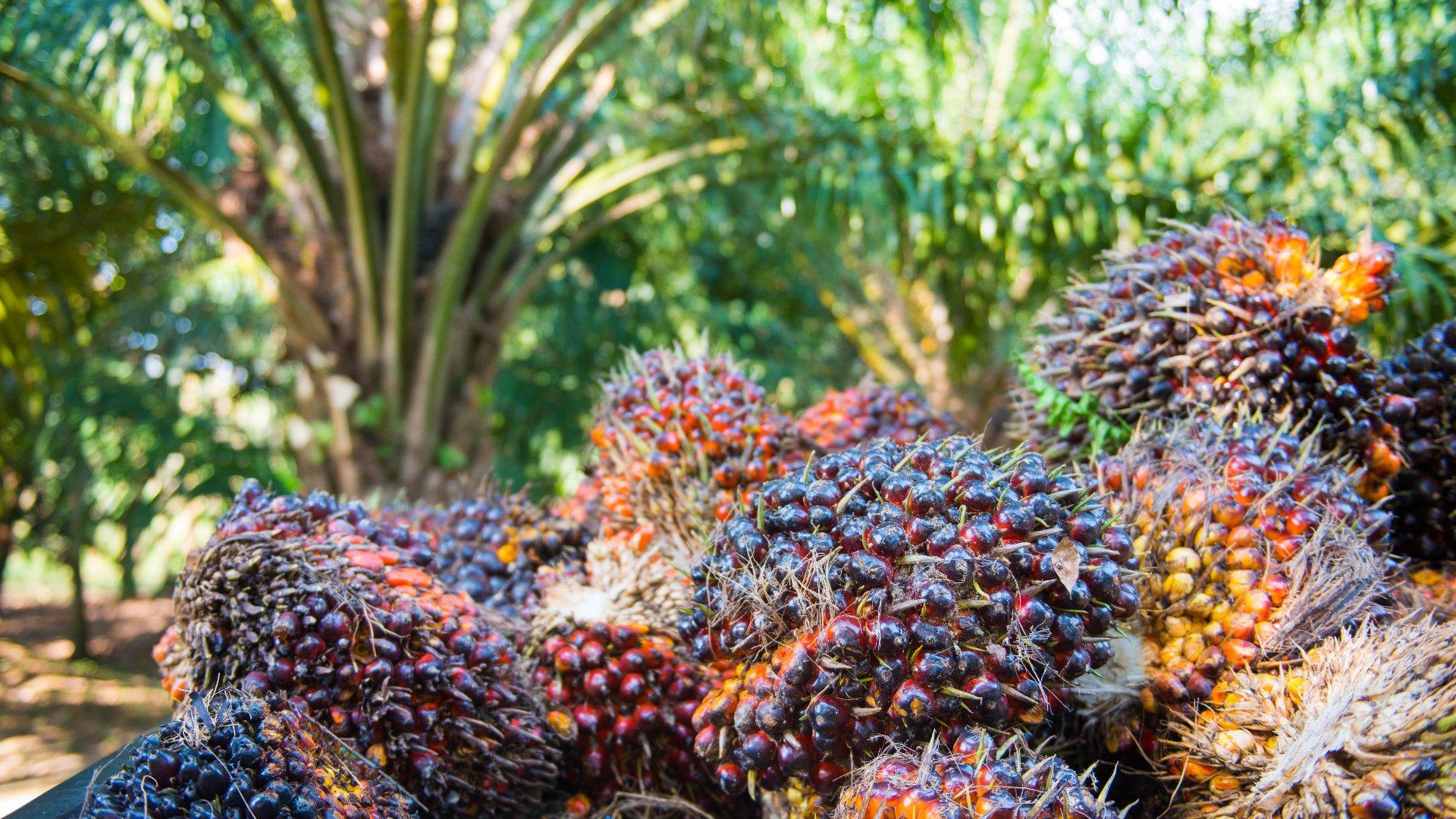 Tandan Buah Segar Sawit Menumpuk, Harga Anjlok