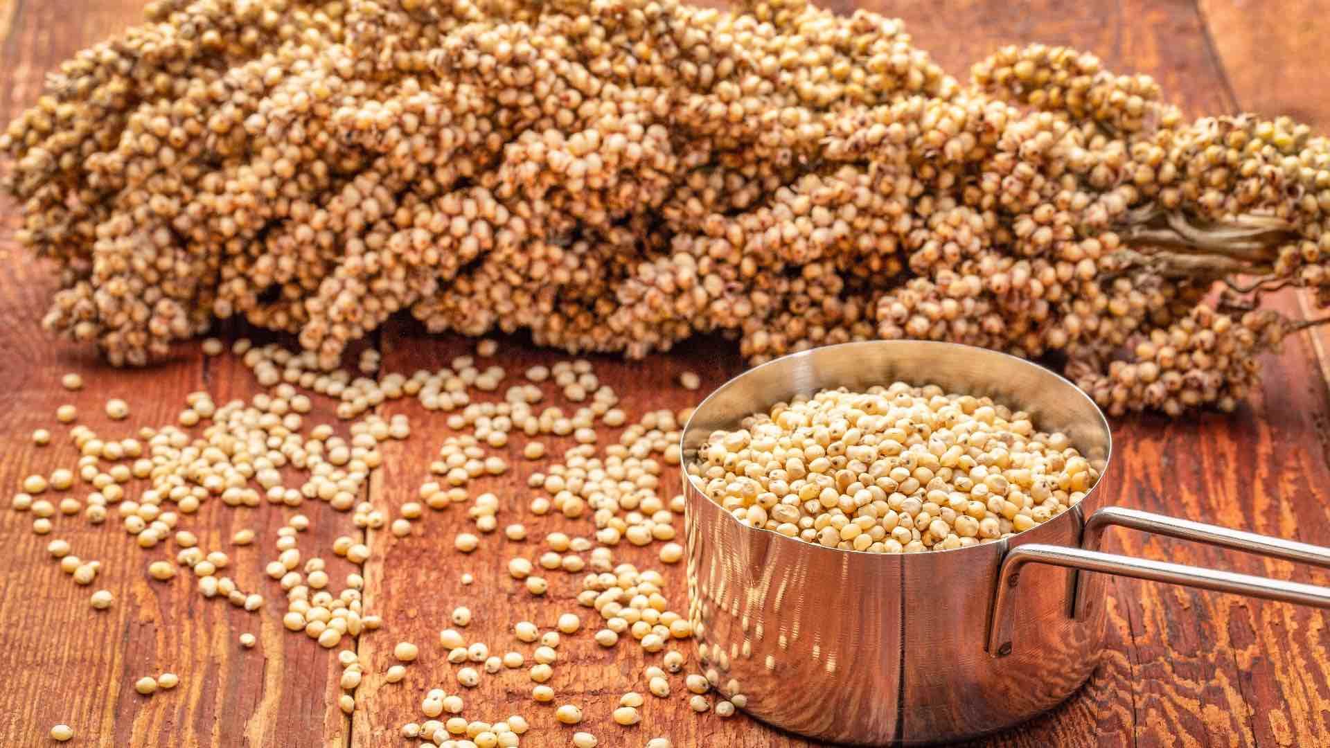 Berpeluang diekspr RI sedang rancang roadmap produksi sorgum