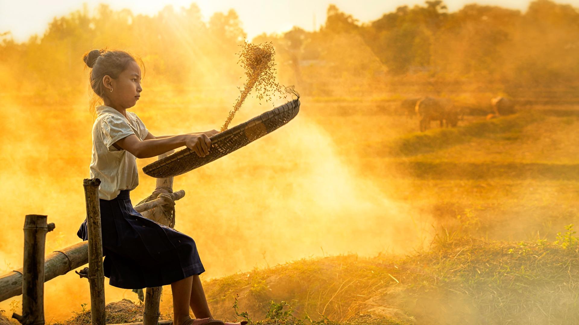 CIPS: Harga Beras Domestik Naik, Beras Impor Jadi 'Pereda' Harga