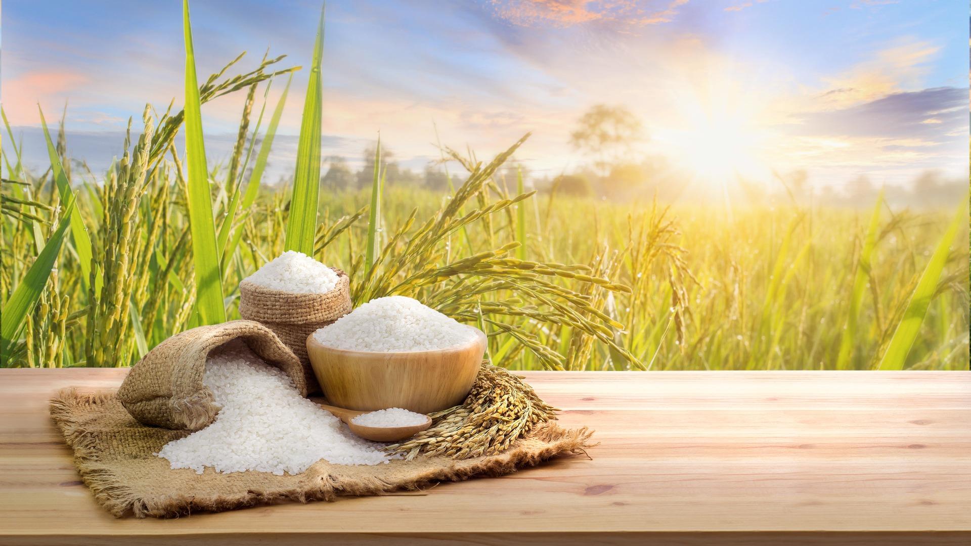 CIPS: Impor Beras Bantu Jaga Persediaan Di Tengah Krisis Iklim