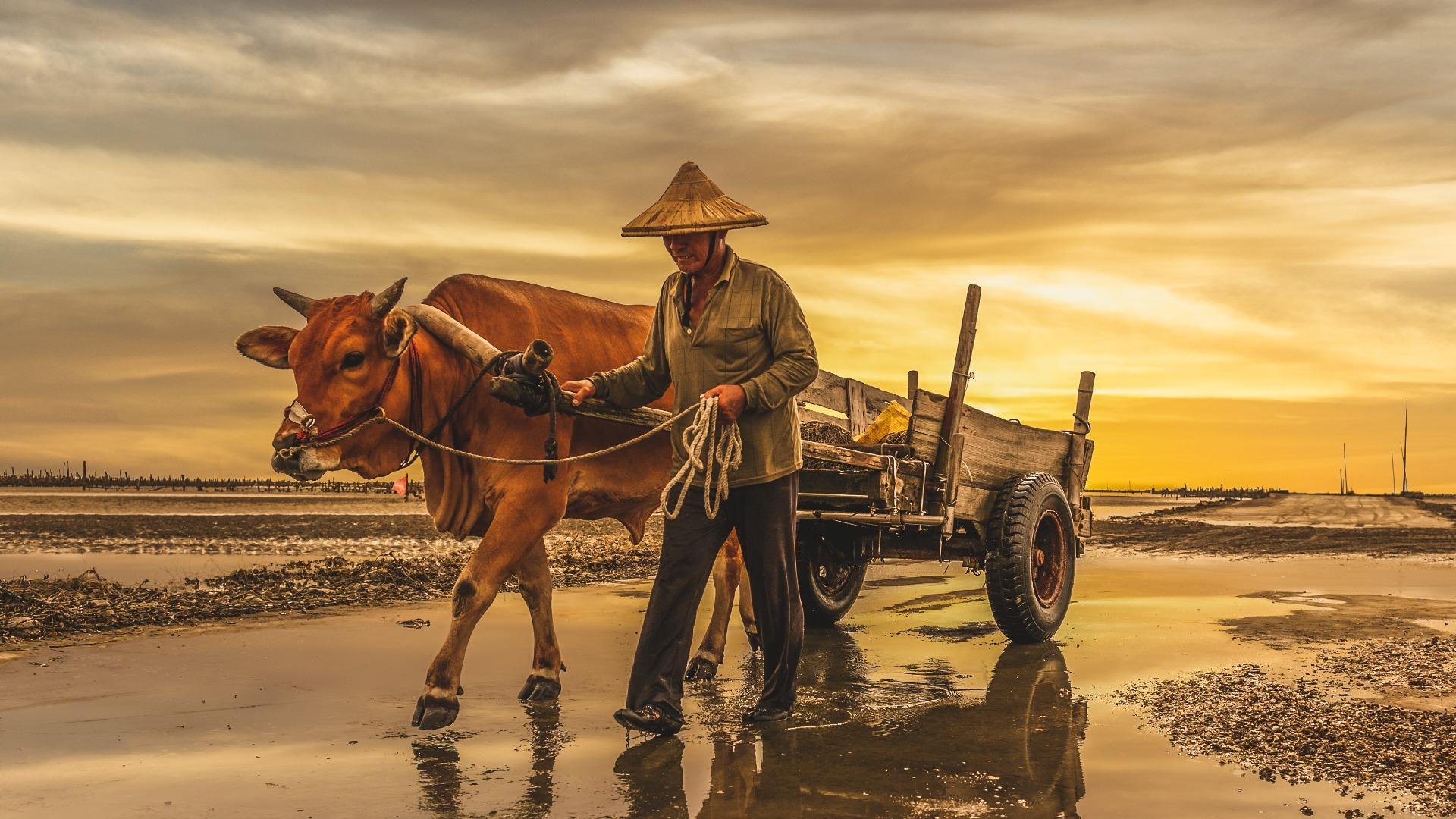 CIPS: Adopsi SRG Petani Masih Rendah